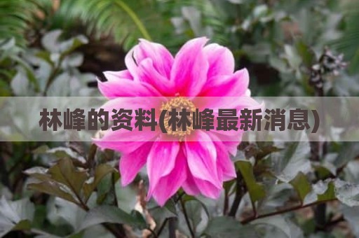 林峰的资料(林峰最新消息)