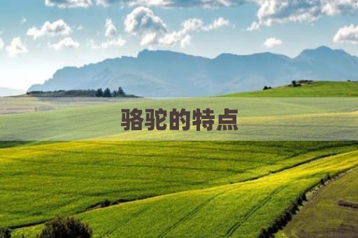 骆驼的特点