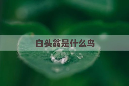 白头翁是什么鸟