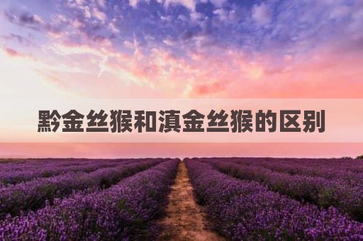 黔金丝猴和滇金丝猴的区别