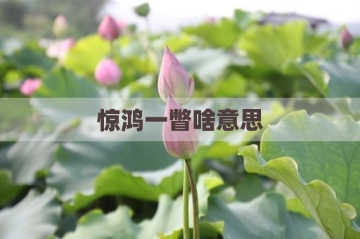惊鸿一瞥啥意思