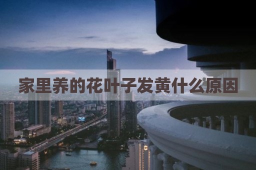 家里养的花叶子发黄什么原因