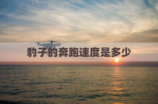 豹子的奔跑速度是多少