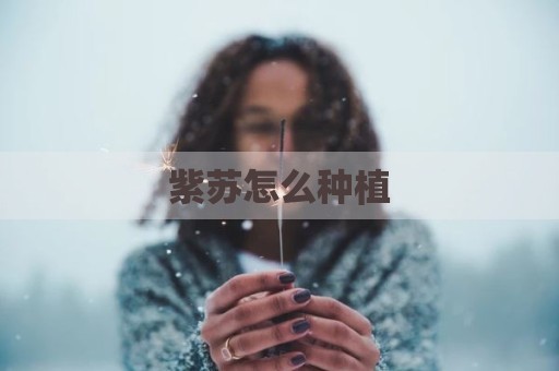 紫苏怎么种植
