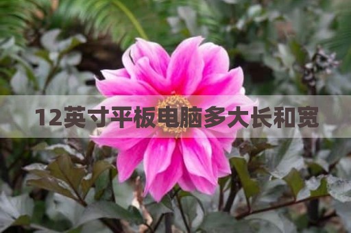 12英寸平板电脑多大长和宽