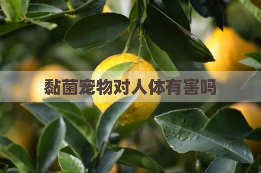 黏菌宠物对人体有害吗