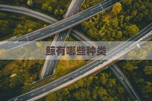 鲸有哪些种类