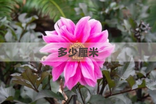 多少厘米