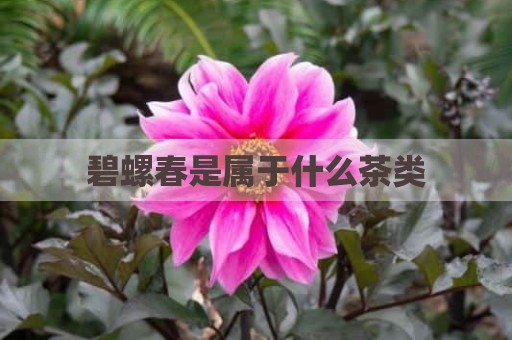 碧螺春是属于什么茶类
