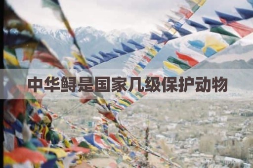 中华鲟是国家几级保护动物