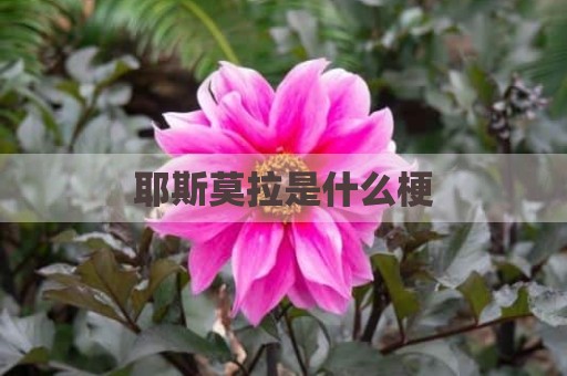 耶斯莫拉是什么梗