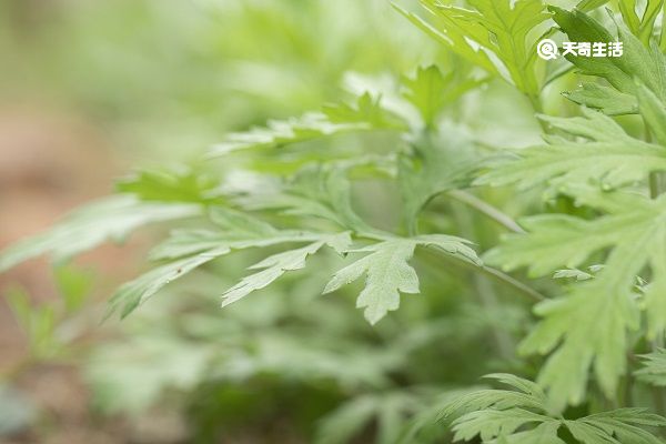 生姜艾叶泡脚的功效与作用 第2张