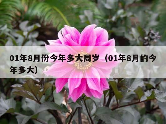 01年8月份今年多大周岁（01年8月的今年多大） 第1张