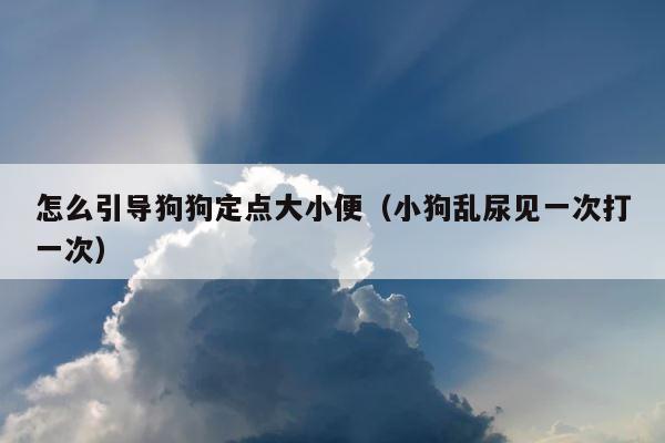 怎么引导狗狗定点大小便（小狗乱尿见一次打一次） 第1张