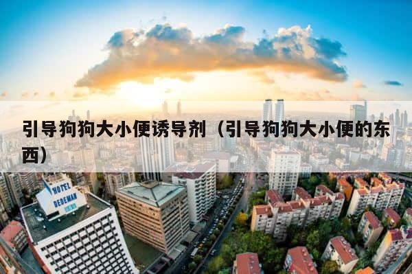 引导狗狗大小便诱导剂（引导狗狗大小便的东西） 第1张