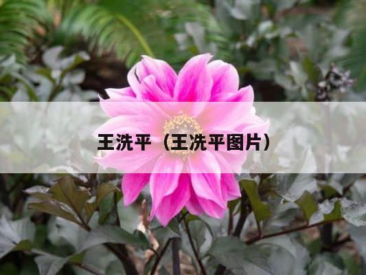 王洗平（王冼平图片） 第1张