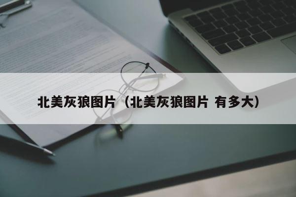 北美灰狼图片（北美灰狼图片 有多大） 第1张