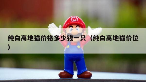 纯白高地猫价格多少钱一只（纯白高地猫价位） 第1张