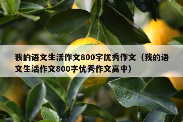 我的语文生活作文800字优秀作文（我的语文生活作文800字优秀作文高中） 第1张