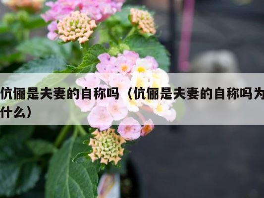 伉俪是夫妻的自称吗（伉俪是夫妻的自称吗为什么） 第1张