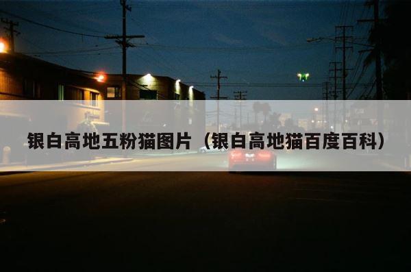 银白高地五粉猫图片（银白高地猫百度百科） 第1张