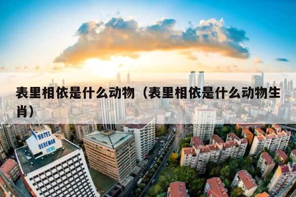 表里相依是什么动物（表里相依是什么动物生肖） 第1张
