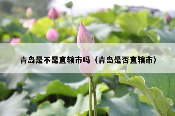 青岛是不是直辖市吗（青岛是否直辖市） 第1张