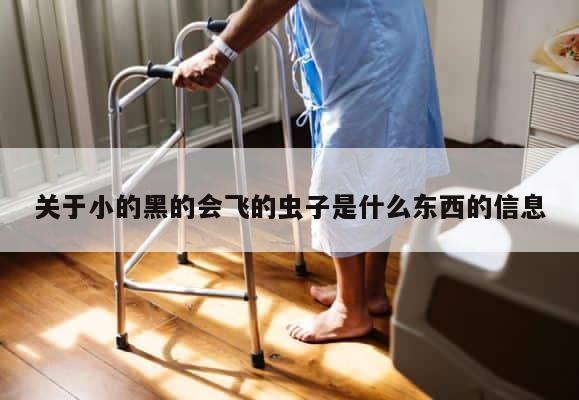 关于小的黑的会飞的虫子是什么东西的信息 第1张