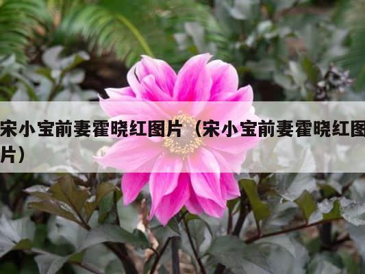 宋小宝前妻霍晓红图片（宋小宝前妻霍晓红图片） 第1张