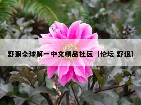 野狼全球第一中文精品社区（论坛 野狼） 第1张