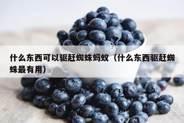 什么东西可以驱赶蜘蛛蚂蚁（什么东西驱赶蜘蛛最有用） 第1张