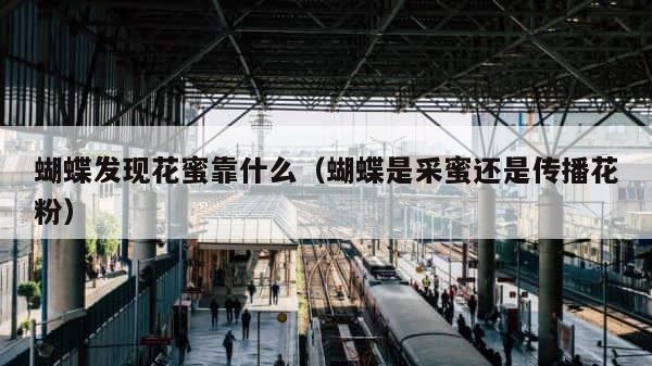 蝴蝶发现花蜜靠什么（蝴蝶是采蜜还是传播花粉） 第1张