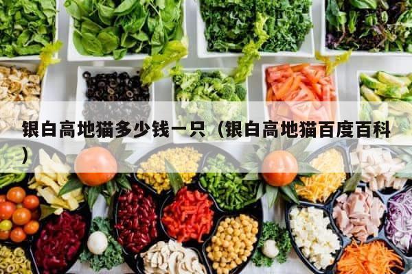 银白高地猫多少钱一只（银白高地猫百度百科） 第1张