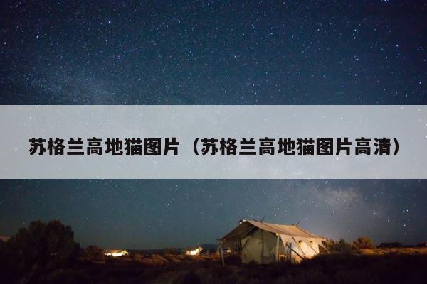 苏格兰高地猫图片（苏格兰高地猫图片高清） 第1张
