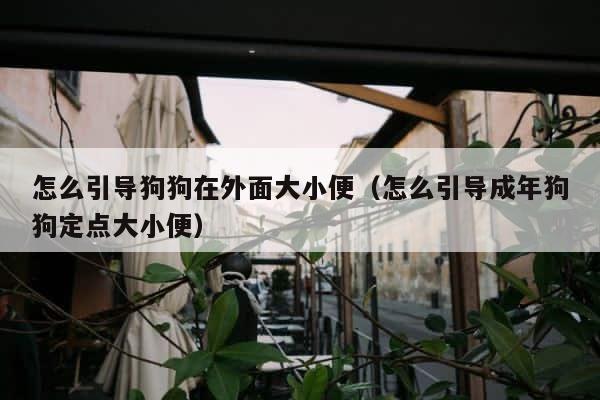 怎么引导狗狗在外面大小便（怎么引导成年狗狗定点大小便） 第1张