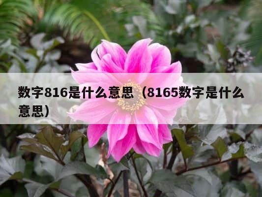 数字816是什么意思（8165数字是什么意思） 第1张