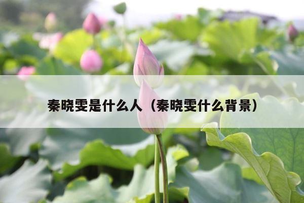 秦晓雯是什么人（秦晓雯什么背景） 第1张