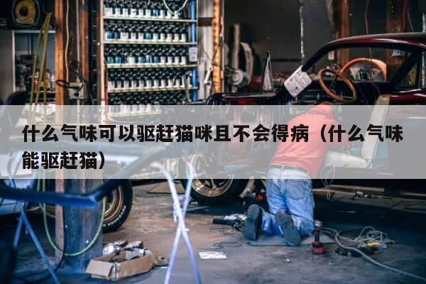 什么气味可以驱赶猫咪且不会得病（什么气味能驱赶猫） 第1张