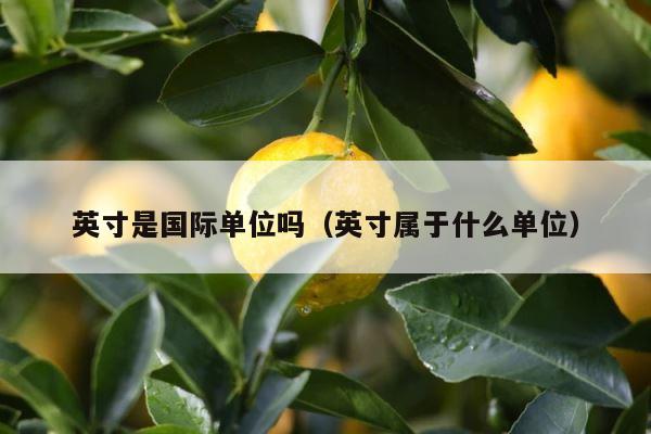 英寸是国际单位吗（英寸属于什么单位） 第1张