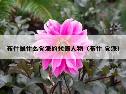 布什是什么党派的代表人物（布什 党派） 第1张