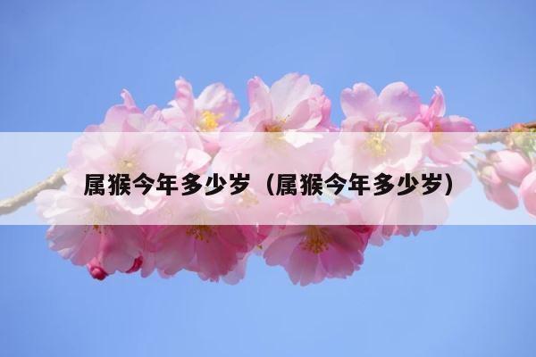属猴今年多少岁（属猴今年多少岁） 第1张