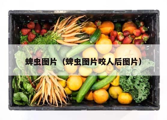 蜱虫图片（蜱虫图片咬人后图片） 第1张