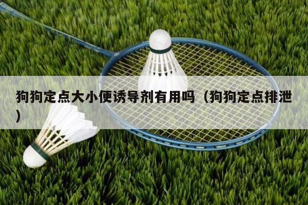狗狗定点大小便诱导剂有用吗（狗狗定点排泄） 第1张