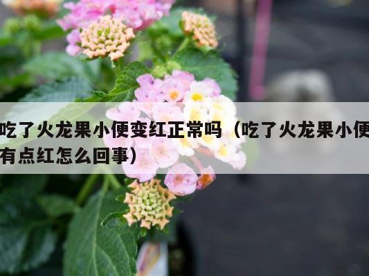 吃了火龙果小便变红正常吗（吃了火龙果小便有点红怎么回事） 第1张