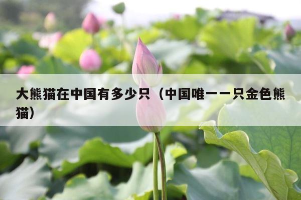 大熊猫在中国有多少只（中国唯一一只金色熊猫） 第1张