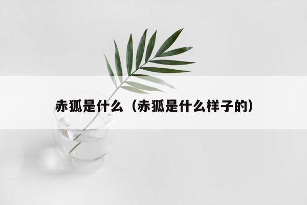 赤狐是什么（赤狐是什么样子的） 第1张