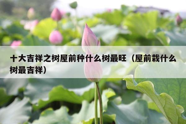 十大吉祥之树屋前种什么树最旺（屋前栽什么树最吉祥） 第1张
