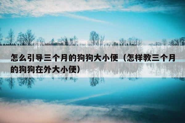 怎么引导三个月的狗狗大小便（怎样教三个月的狗狗在外大小便） 第1张
