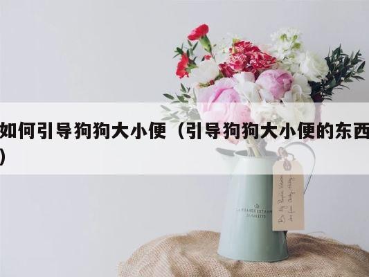 如何引导狗狗大小便（引导狗狗大小便的东西） 第1张