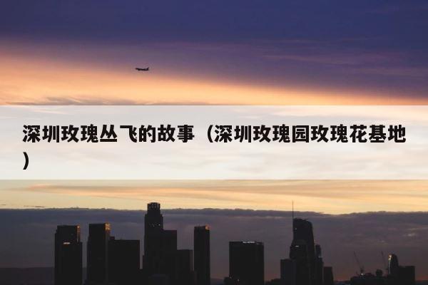 深圳玫瑰丛飞的故事（深圳玫瑰园玫瑰花基地） 第1张